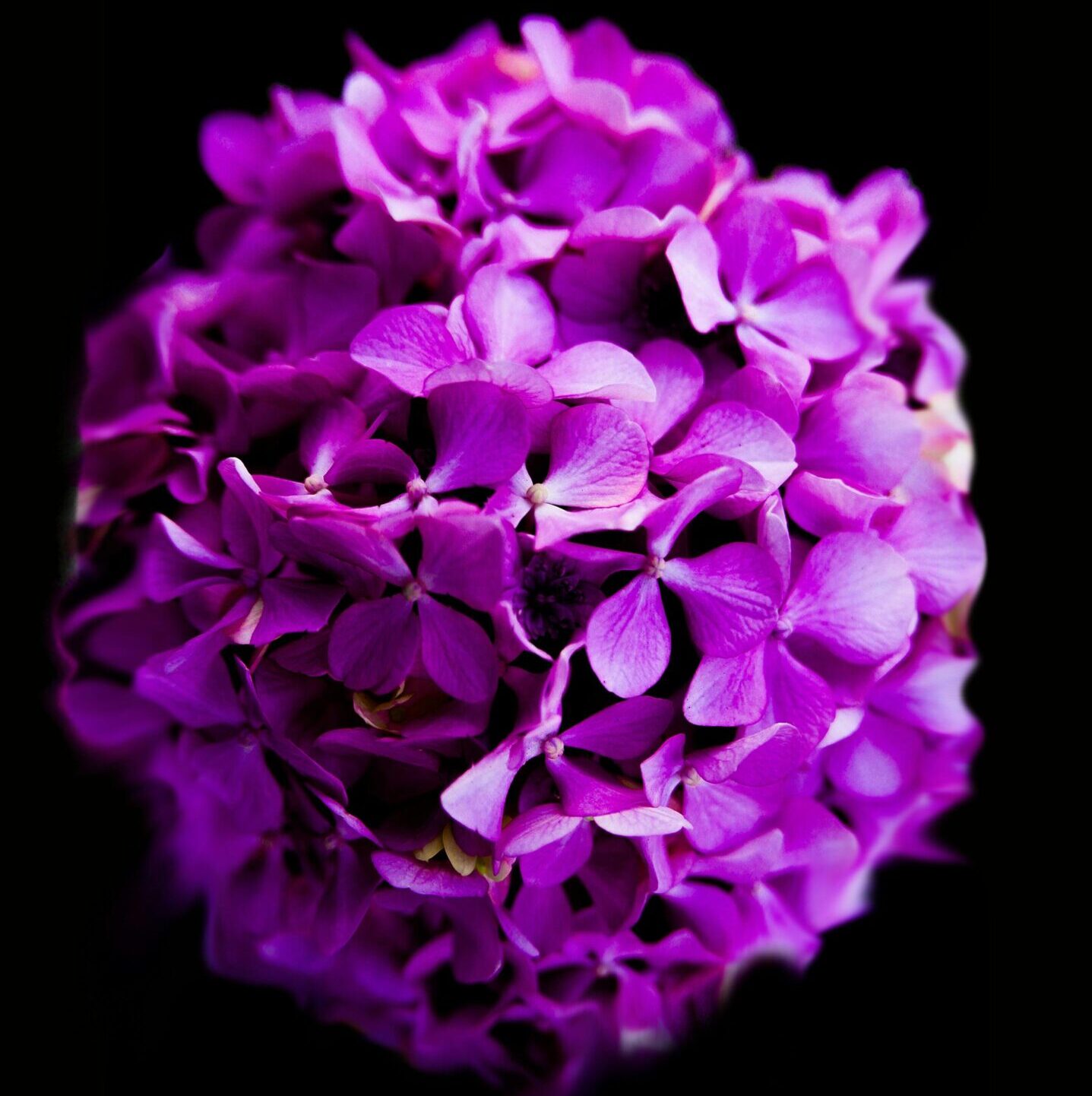 Blackhydrangea.com
